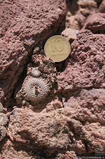 Blossfeldia liliputana