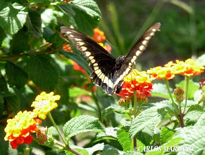 Mariposa borde de oro Battus polydama