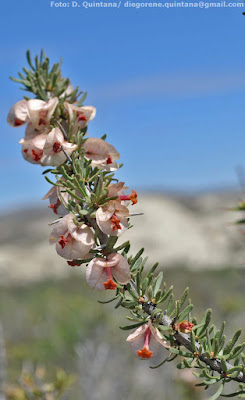 Guancar (Bougainvillea spinosa)