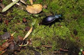 coleopteros del bosque patagonico