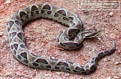 Yarará vientre negro Bothrops cotiara