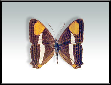 Mariposa almirante del sol Adelpha syma