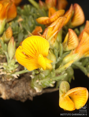 Cuerno de cabra (Adesmia subterranea)