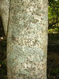 Acanthosyris falcata tronco