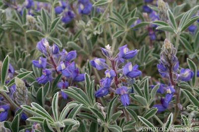 Lupinus intortus
