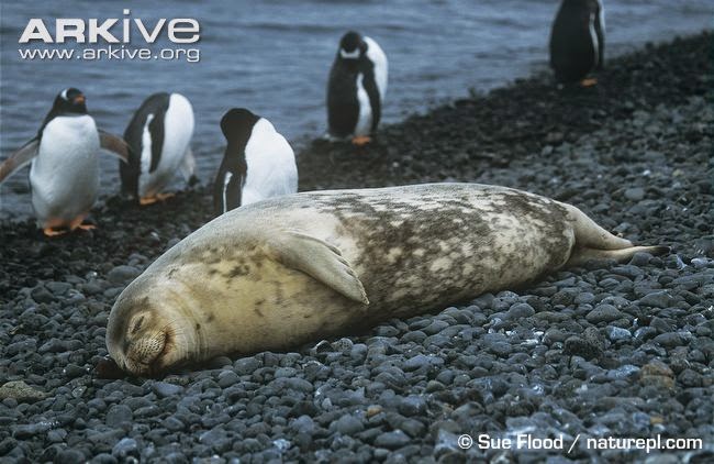 LeptonychotesPygoscelis Weddell seal
