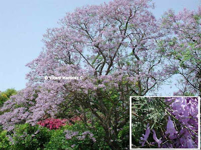 Jacarandá Jacaranda mimosifolia