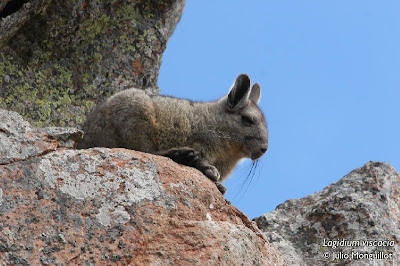 Southern Vizcacha