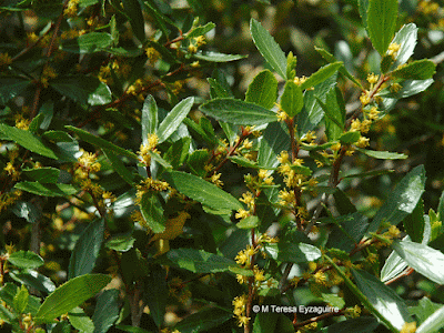 flora de la cordillera