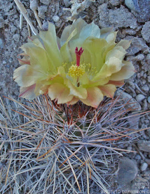 cactus de la estepa
