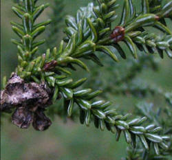 Alerce Fitzroya cupressoides