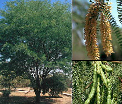 Algarrobo dulce Prosopis flexuosa