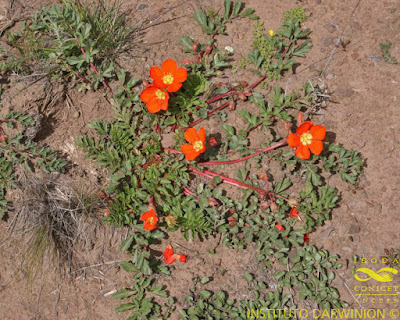flora del monte Soldaque (Hypseocharis pimpinellifolia)