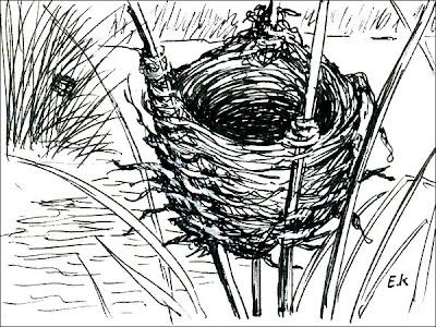 nido de Varillero ala amarillo Agelasticus thilius