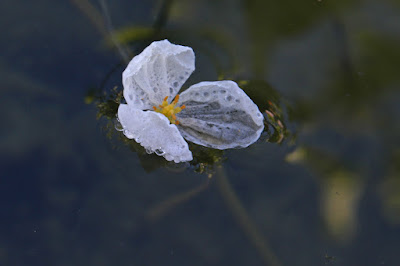 Elodea