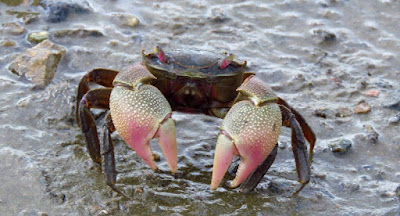 Cangrejo cavador (Neohelice granulata)