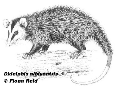 marsupiales de argentina Comadreja overa Didelphis albiventris