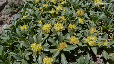 Azorella ruizii