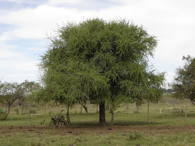 arboles de Argentina Quebrachillo Acanthosyris spinescen