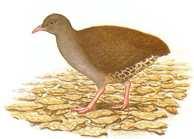 aves de Misiones Tataupá chico Crypturellus parvirostris