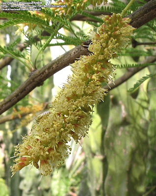 Algarrobo negro Prosopis nigra