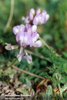 Astragalus parodii