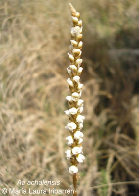 Aa achalensis