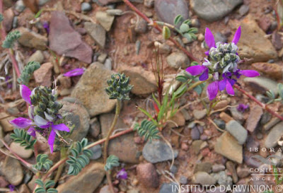Alfilla de campo (Dalea boliviana)