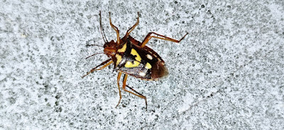 Chinche de las espigas (Oebalus poecilus)