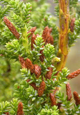 Pilgerodendron uviferum