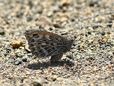 Mariposa patagónica (Argyrophorus chiliensis)