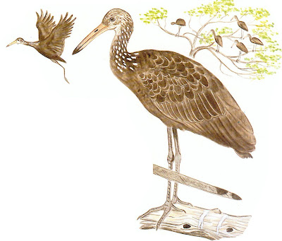 Limpkin