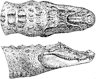 Caiman latirostris Broad snouted Caiman
