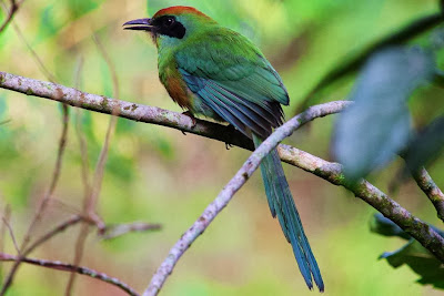 Yeruvá Baryphthengus ruficapillus