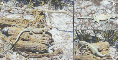 Chelco de las salinas (Liolaemus diatadai)