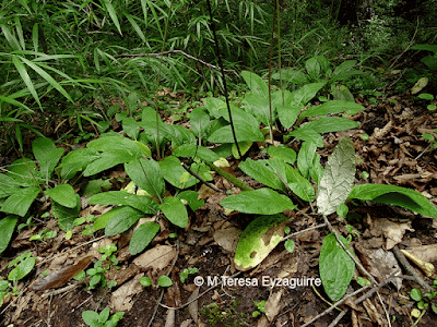 Adenocaulon chilense