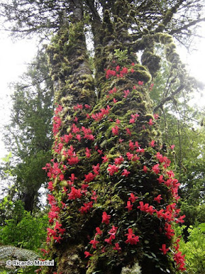 Estrellita (Asteranthera ovata)