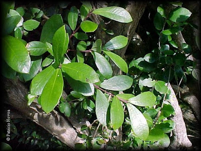 patagua