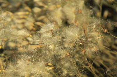 Carqueja (Baccharis notosergila)