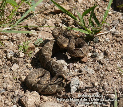 Bothrops diporus