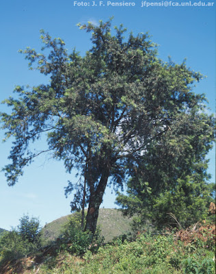 Pino del cerro (Podocarpus parlatorei)