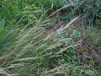 Falso espartillo (Aristida jubata)