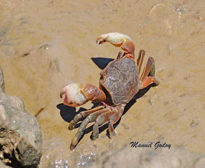 cangrejos argentinos Cangrejo cavador (Neohelice granulata)