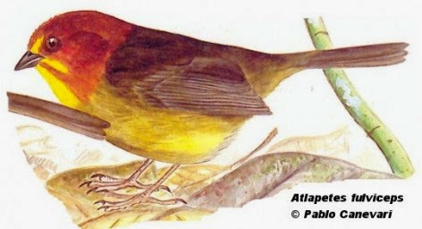 Fulvous headed Brush finch