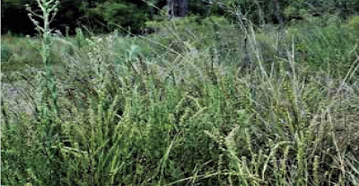 Carquejilla (Baccharis phyteumoides)