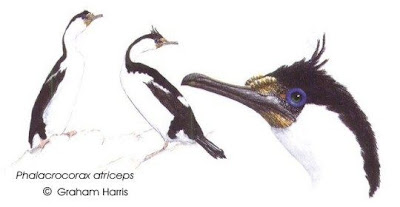 Blue eyed Cormorant
