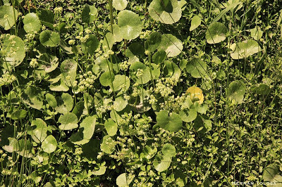 Hydrocotyle bonariensis