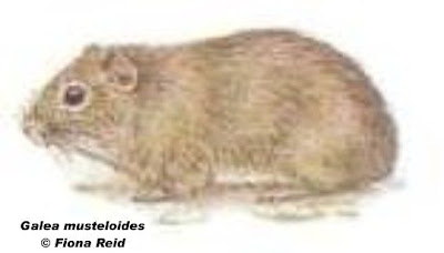Common yellow thooted Cavy