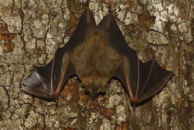 Murciélago frutero oscuro Artibeus fimbriatus