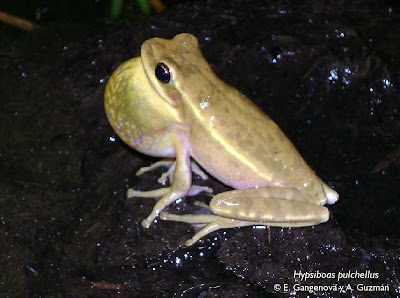 Rana trepadora comun frog and barn owl